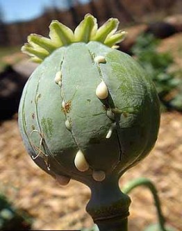 Buah opium (papever somniferum) berupa bulatan sebesar bola pingpong bewarna hijau. 